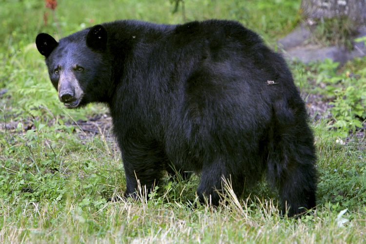 West Virginia Really Is ‘Wild And Wonderful’